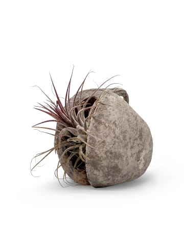 MeinVIPShop Exotische Pterygota alata Schale weiß mit Tillandsia 1er Set rosa