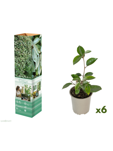 GARDENZO 6er-Set: Elaeagnus ebbingei