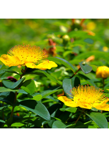 NatureNest Johanniskraut Set 3 Hypericum calycinum winterhart