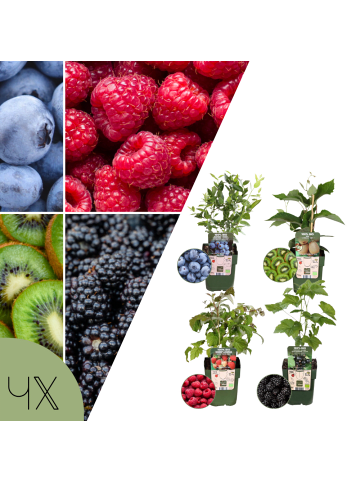 NatureNest 4 Bio Obstpflanzen Sommerfrüchte in Grün Topf 13 cm Höhe 20 cm