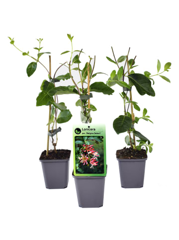 GARDENZO 3er-Set: Lonicera periclymenum in Bunt