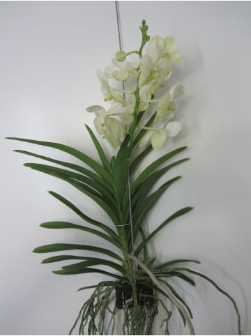 exotic living Echte Pflanze Vanda Orchidee blühend XXL 55 cm Rarität weiß