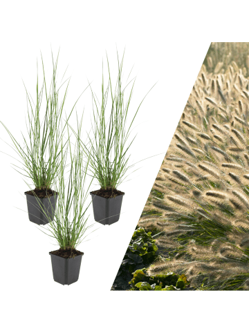 NatureNest 3 Lampenputzgraspflanzen  Pennisetum alopecuroides 'Hameln'