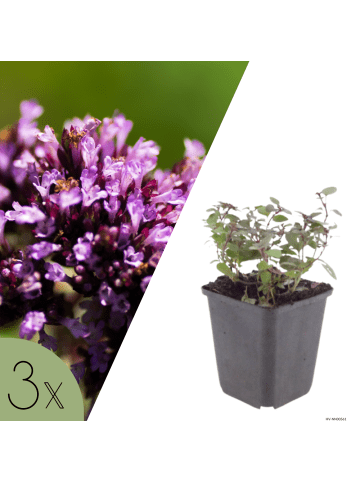 NatureNest 3er: Set Origanum laevigatum Herrenhausen Pflanzen in Lila