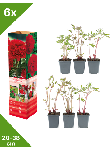 GARDENZO 6er-Set: Pfingstrose (Paeonia lactiflora) in Rot