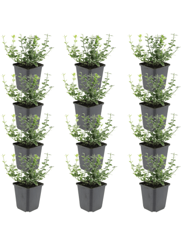NatureNest 12 Euonymus Emerald n Gaiety Pflanzen in Grün Topf 9 cm Höhe 15 cm