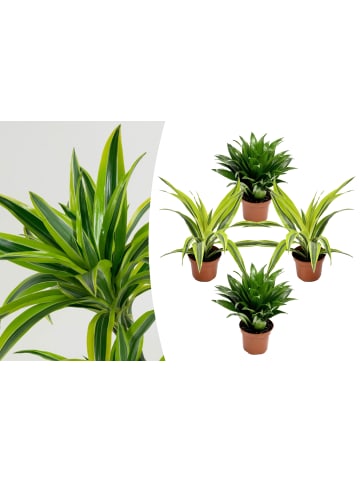 GARDENZO 4er-Set: Drachenbaum-Mix in Bunt