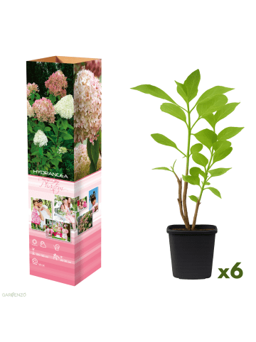 GARDENZO 6er-Set: pan. 'Phantom' Hortensien in Bunt