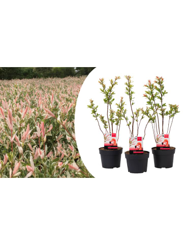 OH2 3er Set: Salix Buschpflanzen
