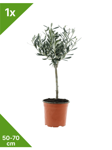 GARDENZO Olivenbäume winterhart auf Stamm mittel