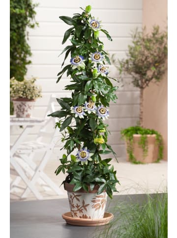 GARDENZO 2er-Set Passionsblume blau 110-120cm 2L Topf