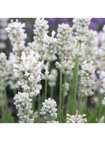 NatureNest 72er: Set Lavandula angustifolia Edelweiss Lavendelpflanzen in Weiß
