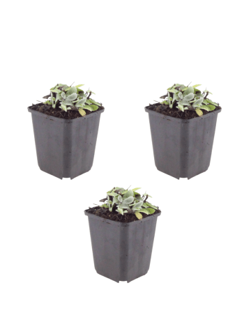 NatureNest 3 Anaphalis triplinervis Pflanzen in Weiß Topf 9 cm Höhe 15 cm