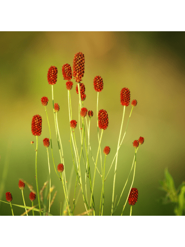 NatureNest 3er: Set Sanguisorba officinalis Tanna Pflanzen in Rot
