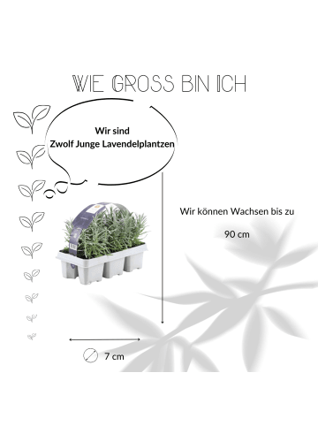 NatureNest 12 Blaue Lavendelpflanzen  