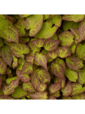 NatureNest 3er-Set: Elfenblume Epimedium youngianum Niveum Staude in Weiß