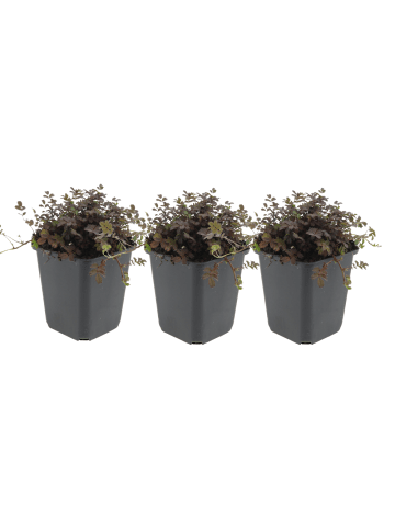 NatureNest 3 Acaena microphylla Kupferteppich Pflanzen in Grün Topf 9 cm Höhe 15 cm