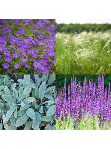 NatureNest 7er: Set Beetpaket Lila Pflanzen in Multicolour 1m2