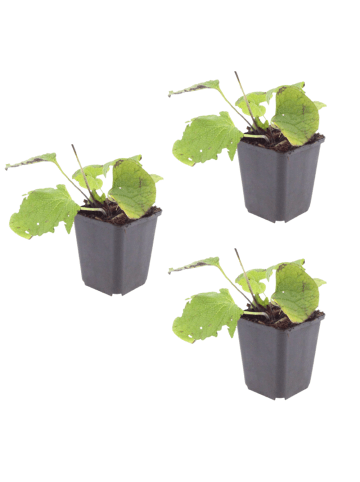 NatureNest 3er: Set Brunnera macrophylla Pflanzen in Blau