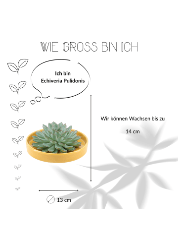 NatureNest Echte Sukkulente grün in gelber Keramikschale 