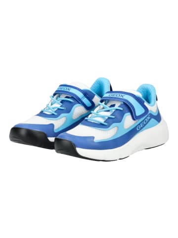 Geox Sneaker in Weiß/Blau