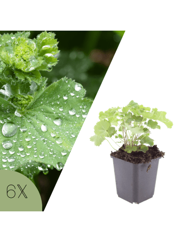NatureNest Frauenmantel Set 6 Alchemilla mollis winterhart