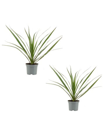 MeinVIPShop 2 x Drachenbaum Dracaena marginata 30cm