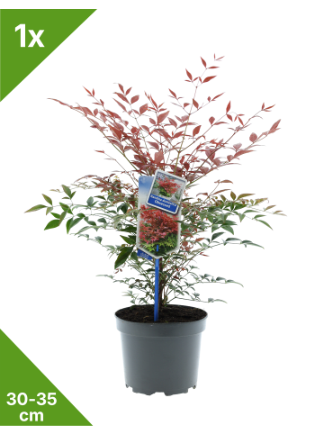 GARDENZO Nandina Domestica Obsessed in Bunt