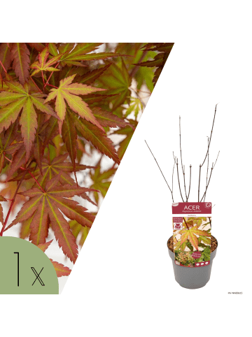NatureNest 1 Acer palmatum Redwine Ahornpflanze in Rot Topf 19 cm Höhe 50 cm