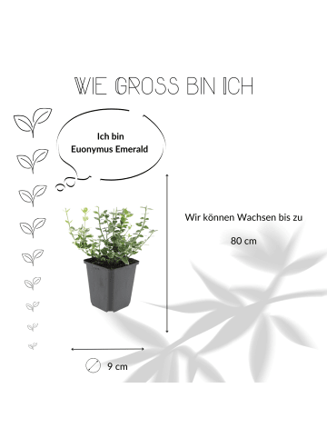 NatureNest 12 Bunte Kardinalspflanzen  Euonymus 'Emerald 'n Gaity'  