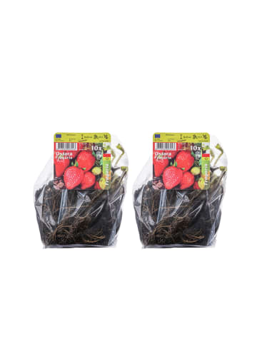 GARDENZO 20-er set Erdbeerfrigopflanzen
