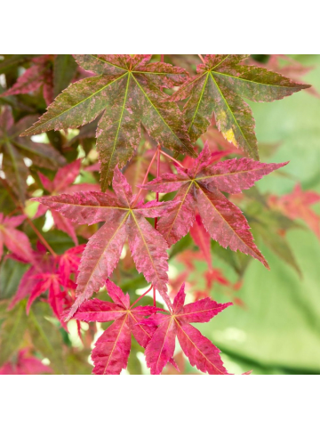 NatureNest Acer palmatum Beni maiko Ahornpflanze in Rot Topf 19 cm Höhe 50 cm