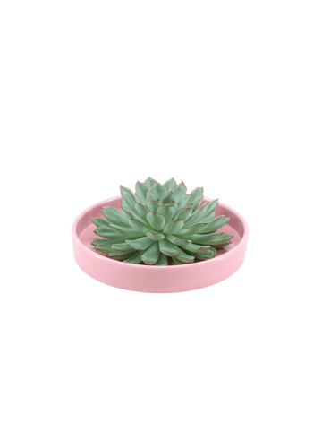 NatureNest Echeveria Pulidonis kompakte Sukkulente in rosa Keramikschale