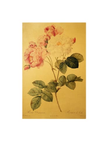 WALLART Leinwandbild Gold - Pierre Joseph Redouté - Damaszener-Rose in Rosa