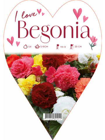 MeinVIPShop Begonien Blumenzwiebel in Geschenktüte