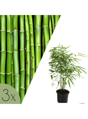 NatureNest Bambus Set 3 Pflanzen Bambusoideae immergrün Garten