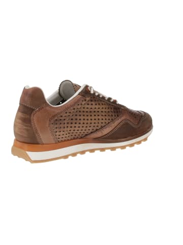 Cetti Sneaker low C-848 EXP V25 in Braun