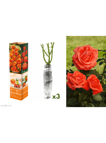GARDENZO 3er-Set: Großblütige Rosen in Orange