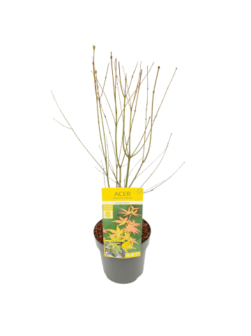 NatureNest Acer palmatum Orange Dream Ahornpflanze in Gelb