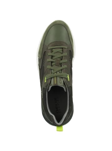 Geox Sneaker low U Grecale C in gruen