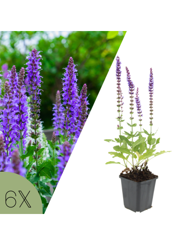 NatureNest Salbei Ostfriesland Set 6 Salvia nemorosa