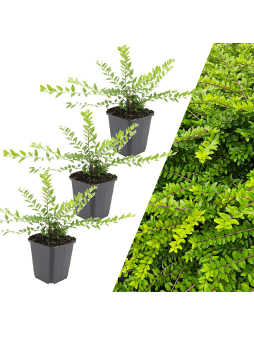NatureNest 3 Strauch-Geißblattpflanzen  Lonicera nitida 'Maigrün'  