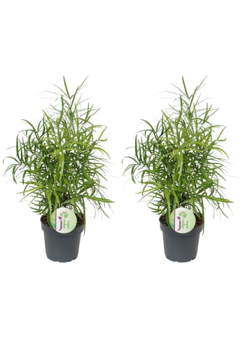 MeinVIPShop 2 x Zierspargel Asparagus falcatus