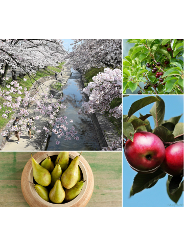 GARDENZO 3er-Set: XXL Obstbäume in Bunt