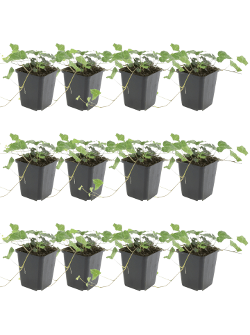 NatureNest 12 Hedera helix Glacier Pflanzen in Grün Topf 9 cm Höhe 15 cm