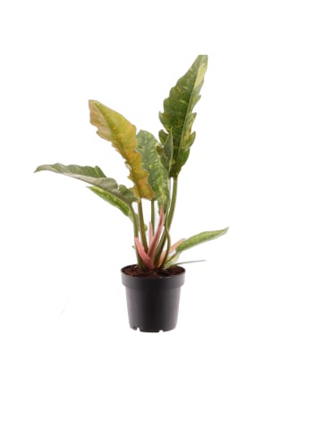 MeinVIPShop Philodendron Ring of Fire 35cm Zimmerpflanze