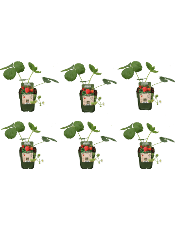 MeinVIPShop 6x Bio Erdbeeren 