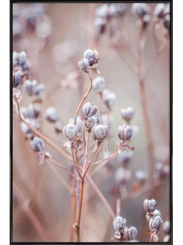 Juniqe Poster in Kunststoffrahmen "Cotton Buds" in Rosa & Violett