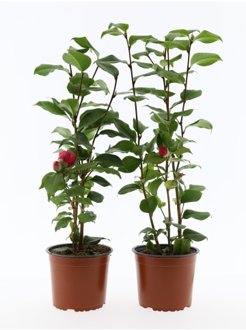 GARDENZO 2-er Set Kamelienstrauch XL P19 "Japanische Rose" 65-80 cm in Rosa