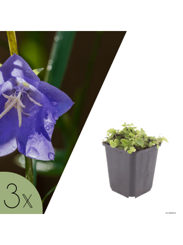 NatureNest 3er-Set: Campanula poscharskyana Bodendecker in Blau